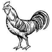 CHICK002