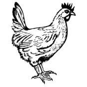 CHICK004