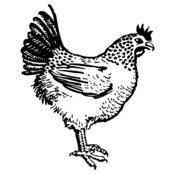 CHICK009