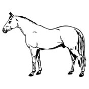 HORSE017