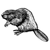 BEAVER01