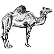 CAMEL005