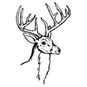 DEER017