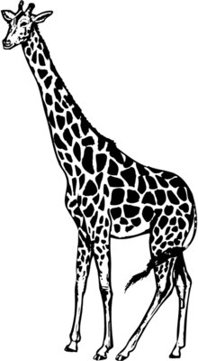 GIRAFF01